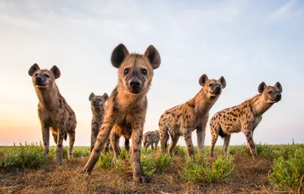Picture the sky, nature, Hyenas