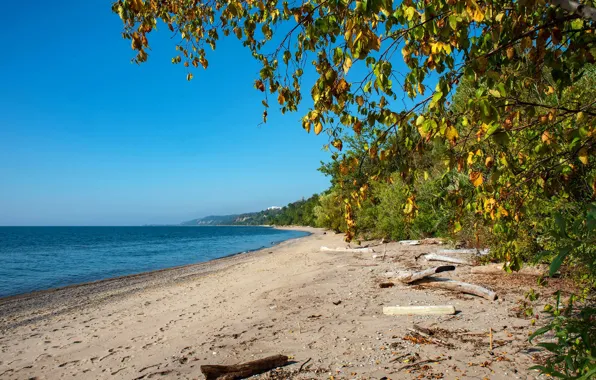 Sand, the sky, leaves, the sun, trees, branches, lake, shore