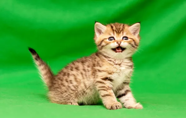 Cat, look, pose, kitty, grey, face, sitting, striped