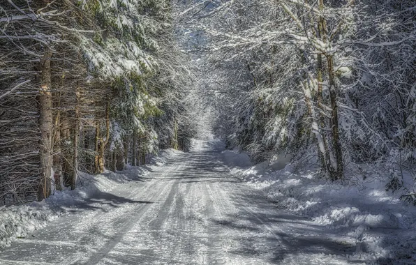 Picture winter, road, forest