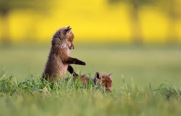 Picture grass, nature, cubs