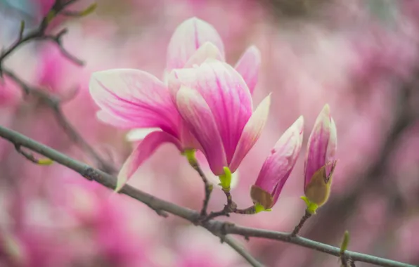 Macro, flowers, branches, blur, spring, pink, buds, flowering