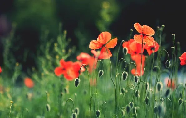 Picture greens, summer, light, flowers, red, nature, background, glade
