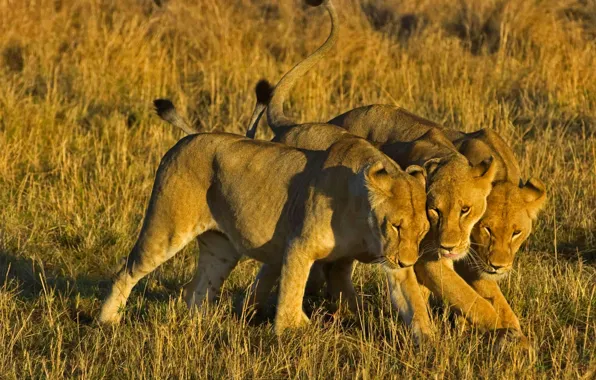 Picture Leo, Africa, Kenya, lioness, Masai Mara National Reserve