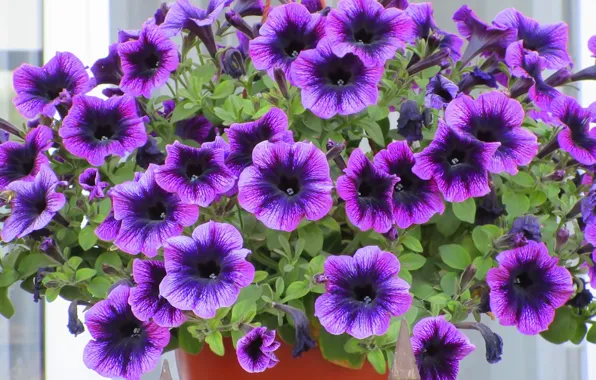 Petunia, spring 2018, Meduzanol ©, a pot of flowers