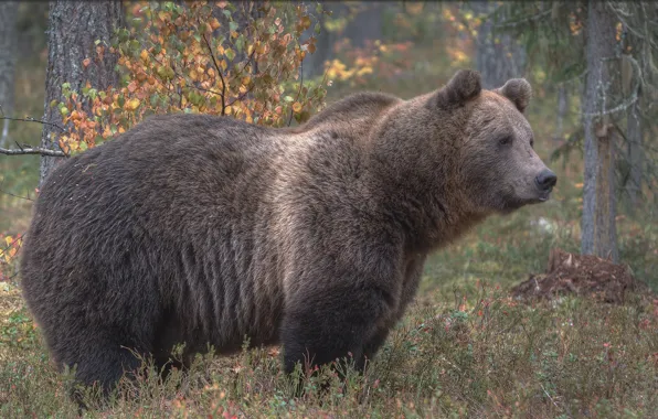 Forest, bear, the Bruins