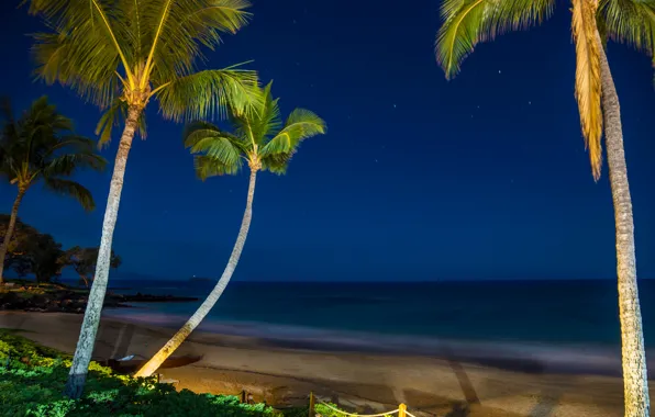 Picture sea, the sky, stars, light, night, tropics, palm trees, shore