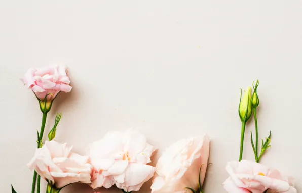 Picture flowers, petals, pink, buds, pink, decor, eustoma