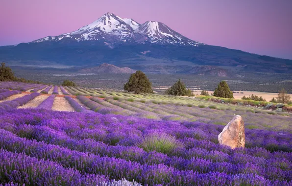 Field, landscape, flowers, mountains, Nature, lavender