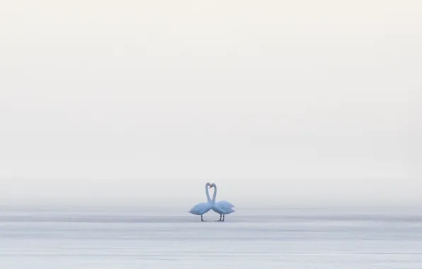 Picture birds, fog, swans