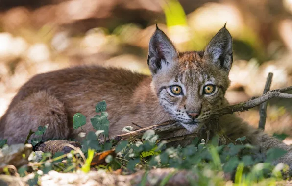 Look, lies, lynx, a small lynx