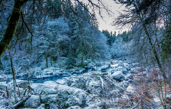 Picture winter, trees, stream, stones, Scotland