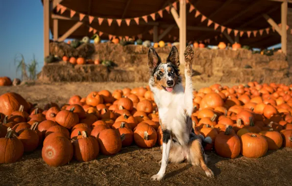 Picture autumn, look, light, pose, paw, dog, harvest, pumpkin