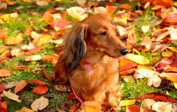 Picture autumn, leaves, dog, walk