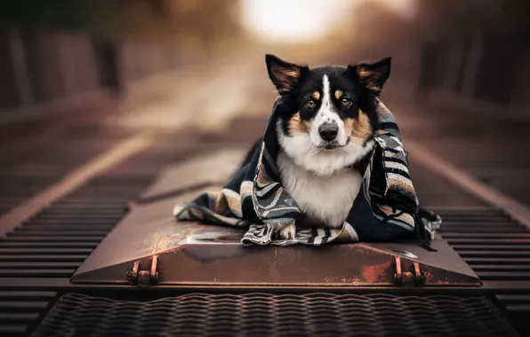 Look, face, dog, plaid, bokeh