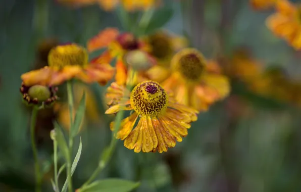 Autumn, macro, flowers, gelenium