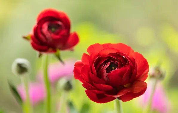 Flowers, bright, red, bokeh, blurred background, buttercups, Ranunculus