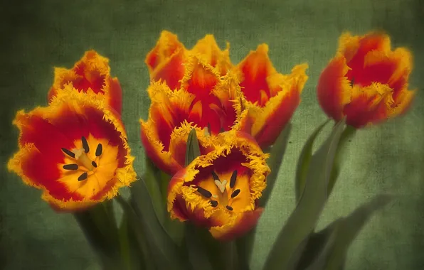 Texture, petals, tulips