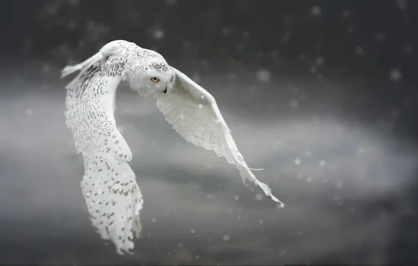 Snow, owl, bird, flight