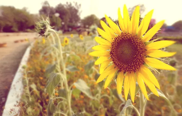 Picture vintage, beautiful, sun, awesome, cool, sun flower