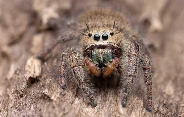 Eyes, look, macro, background, tree, legs, spider, bark