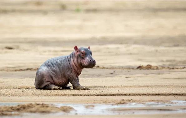 Hippo, Africa, cub, hippo, Africa, Hippo, big hippo