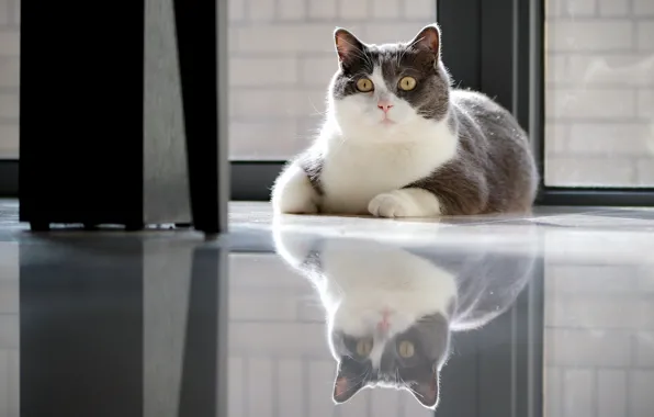 Picture cat, cat, look, face, pose, reflection, grey, window