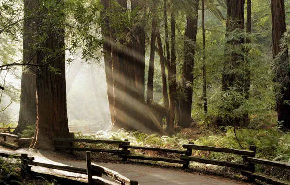 Forest, rays, path