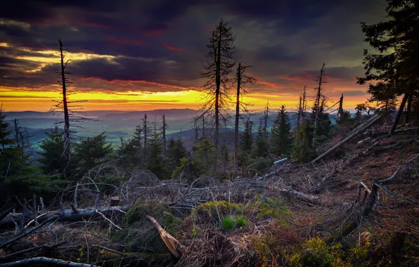 Forest, trees, sunset, mountains, branches, dal, deadwood