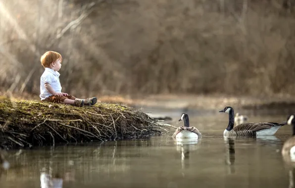 Lake, shore, boy, geese