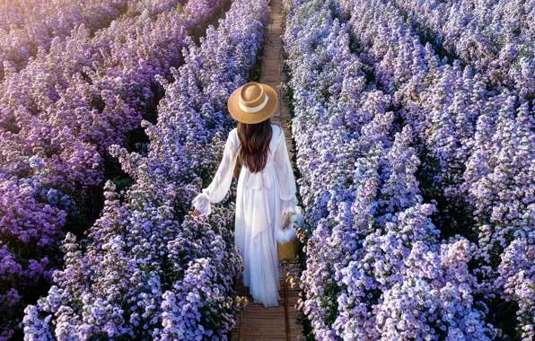 Field, girl, flowers, dress, girl, white, dress, field