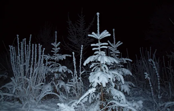 Winter, forest, light, snow, night, spruce