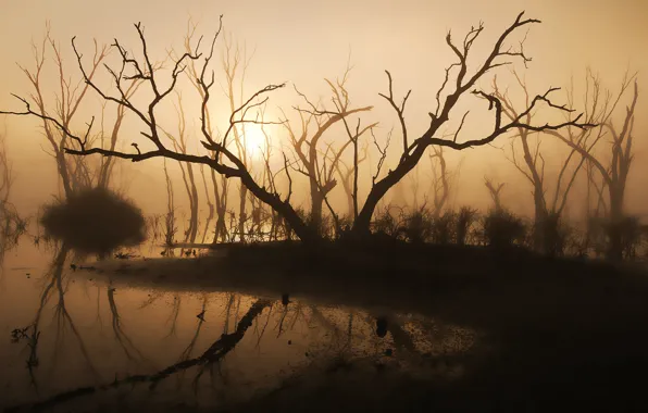 Picture trees, fog, lake, morning, silhouette, sunlight, driftwood
