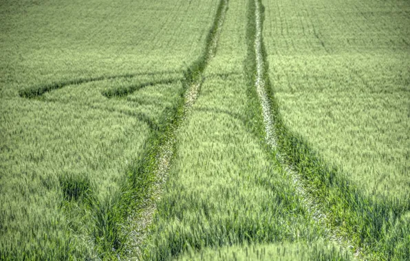 Field, summer, track