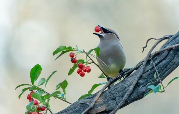 Leaves, berries, background, bird, branch, beak, Rowan, the Waxwing