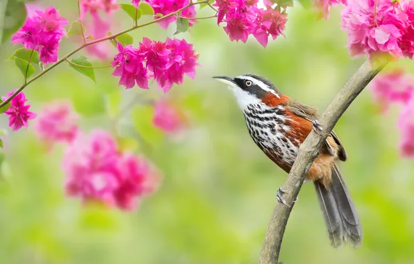 Flowers, branches, bird, spring, pink, flowering, bokeh, bougainvillea