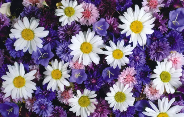 Picture chamomile, bells, flower fields, cornflowers