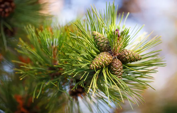 Needles, branches, background, blur, needles, bumps, pine, coniferous