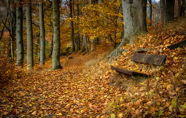 Autumn, nature, bench