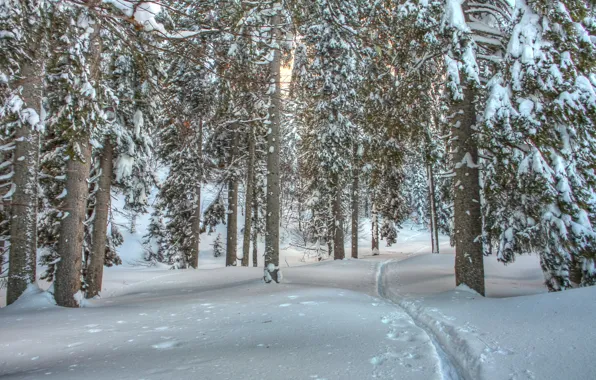 Winter, forest, snow, trees, trunks, path