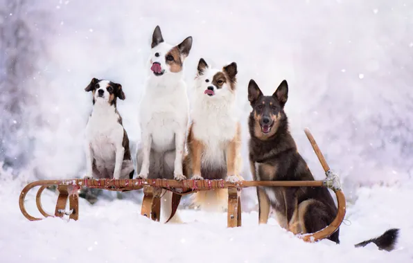 Winter, forest, language, dogs, look, snow, nature, fog