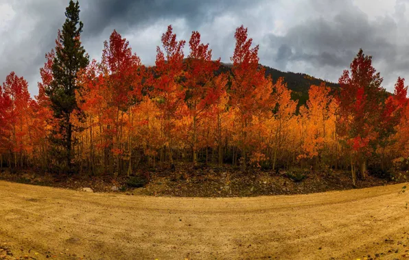 Picture road, autumn, the sky, trees, road, trees, Autumn