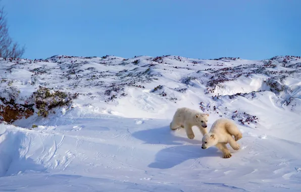 The game, Canada, bears, polar bear, Hudson Bay