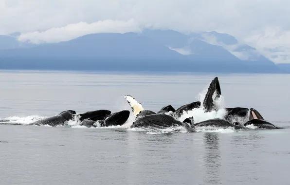 Mountains, the ocean, Alaska, Humpback whales