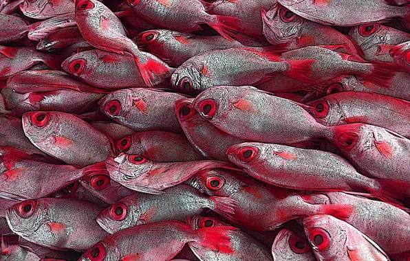 Picture fish, background, texture