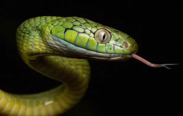 Green, background, snake, color