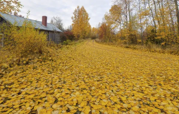 Road, autumn, leaves, house