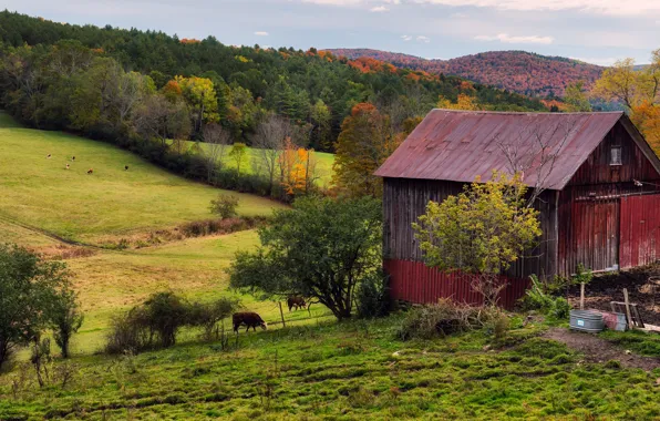 Autumn, forest, house, hills, cows, slope, village, pasture