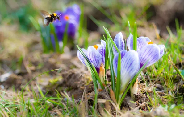 Picture nature, spring, crocuses, insect, bumblebee, bokeh, saffron