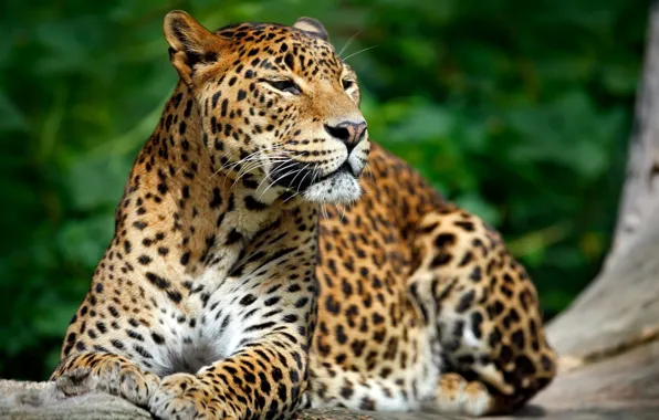 Picture leopard, animal, wildlife, big cat